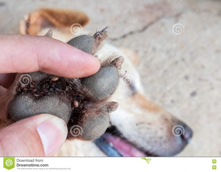 zecken nosode hund